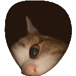 catto.gif